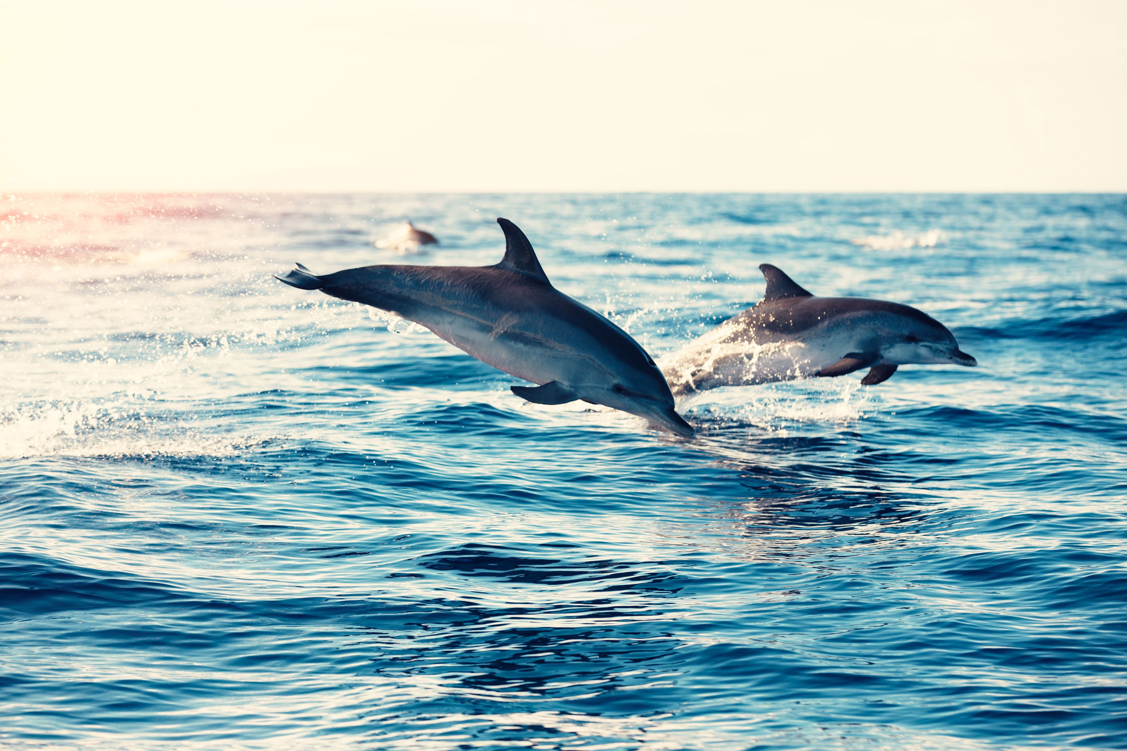 Dolphin spotting in the Algarve