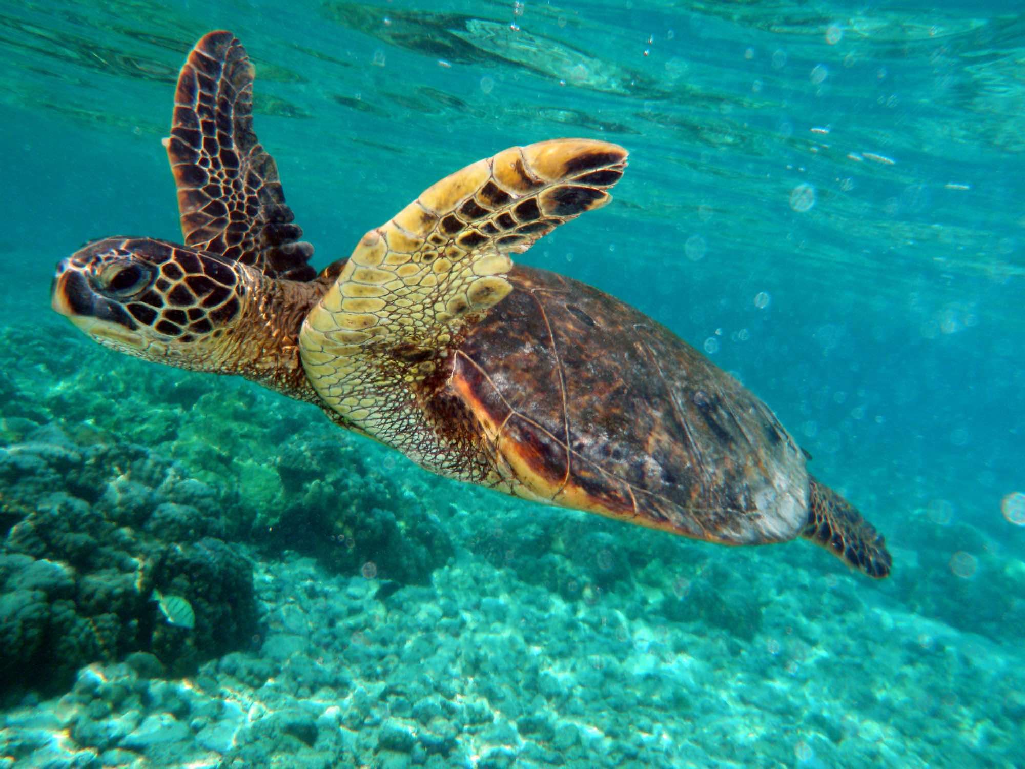 Sea turtle, Barbados