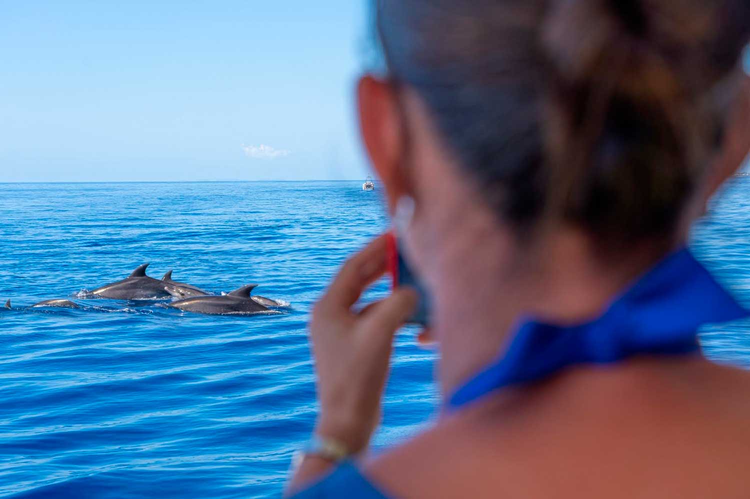 Dolphin Watching