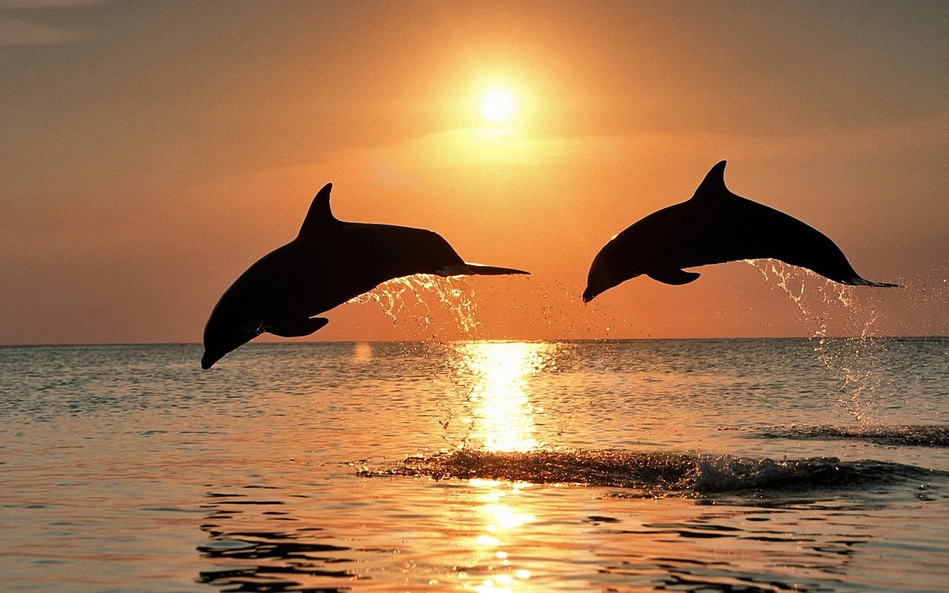 Dolphin Sunset Cruise